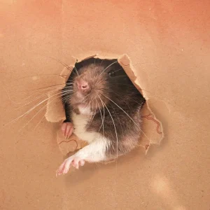 GDP-Training-products-Pest-Control-Control-Training-rat-breaking-through-cardboard-box