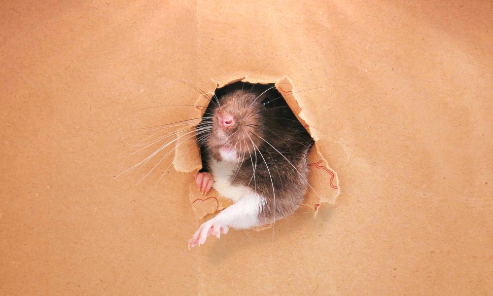 Pest Control Training